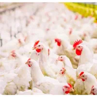 فروش-مرغداری-به-روز-گیلان