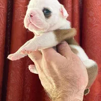 سگ انگلیش بولداگ اصیل|سگ|لواسان, |دیوار