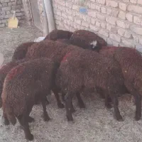 ۱۲ راس بره