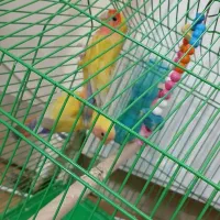 طوطی برزیلی|پرنده|مرند, |دیوار