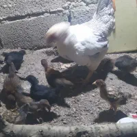مرغ کرچ با ۹ تا جوجه