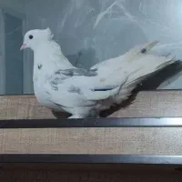 کبوتر