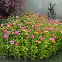 نیازمند کارگر متاهل اتباع دارای مجوز اقامت