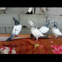 کبوتر فکیر گل