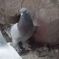 یک عددآبی نر ۷۰۰ ت و یک عددقره زور آیاخ ۸۰۰