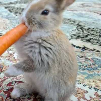 خرگوش کوچولو نژاد هلندی