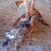 جوجه لاری|حیوانات مزرعه|حمیدیا, |دیوار