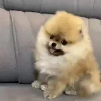 معاوضه یا فروش پامرخرسی بو فیس|سگ|سیرجان, |دیوار