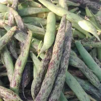 باقالی دانه دار توضیحاتو بخونین