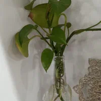 قلمه گل پتوس