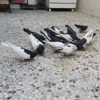 کبوتر|پرنده|شیراز, بید زرد|دیوار