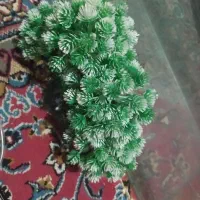آکواریوم