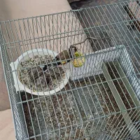 سهره ماده کارداده