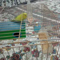 مرغ عشق گمشده در دهگلان