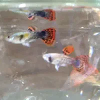 ما هی گوپی وهلزون سیب