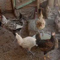 جوجه گلین