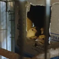 فنچ بنگالی ،کینگ،زبرا