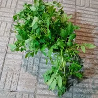 نهال گوچه فرنگی بزرگ|گل و گیاه طبیعی|رامیان, |دیوار
