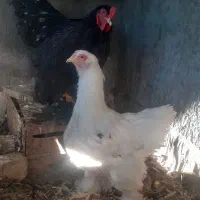 مرغ وخروس|حیوانات مزرعه|مبارکه, |دیوار