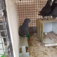 زاغ دم سفید با دو تا جوجه