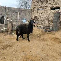 دامازدیخ