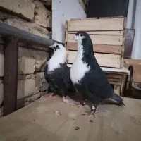 کبوتر کراواتی|پرنده|شیراز, نصر|دیوار