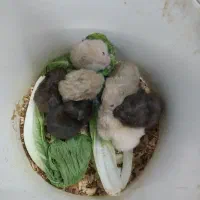 همستر|موش و خرگوش|یزد, |دیوار