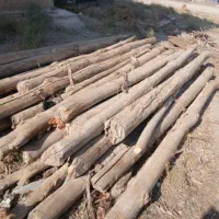 از سقف دراومده سالم وپوسی همون دام تیری خریداریم|خدمات باغبانی و درختکاری|دشتابی, |دیوار