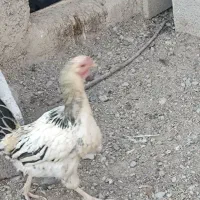 مرغ لاری و محلی|حیوانات مزرعه|سریش آباد, |دیوار