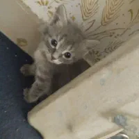 گربه