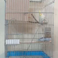 عروس|پرنده|تهران, صفا|دیوار