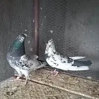 نرماده پرشی|پرنده|اردکان, |دیوار