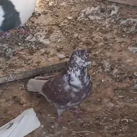 کبوتر تهرانی|پرنده|فیروزآباد, |دیوار