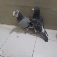 کفتر|پرنده|مشهد, موعود|دیوار