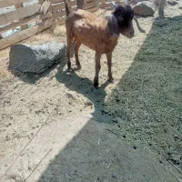 کهره ماده