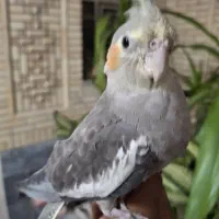 عروس هلندی خاکستری و اهویی سالم