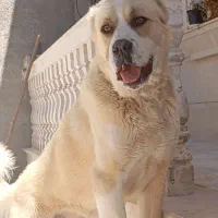 آلابای هشت ماهه نر ...