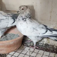 کبوتر پرشی زیبا|پرنده|شهریار, دهشاد بالا|دیوار