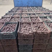 خرما ازهمه نوع عمده ای|عمده‌فروشی|رودان, |دیوار