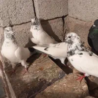 کبوتر تهرانی