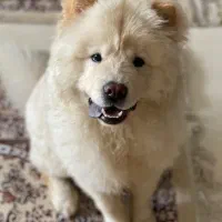 سگ چاو چاو|سگ|فردیس, منظریه|دیوار