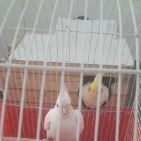 عروس جفت|پرنده|تهران, فلسطین (میدان انقلاب)|دیوار