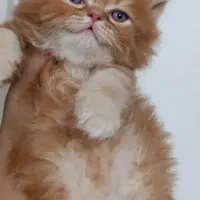 گربه های بریتیش پرشین فسقلی