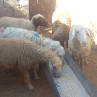 گوسفندابستن مطافیل بره بز|حیوانات مزرعه|اهواز, پردیس|دیوار