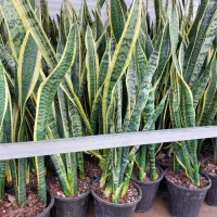 گل سانسوریا 4یا 5غلاف تعداد 1200گلدان در انبار|گل و گیاه طبیعی|تهران, خلیج فارس|دیوار