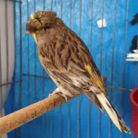 قناری ماده گلاستر|پرنده|اصفهان, امامزاده اسماعیل|دیوار