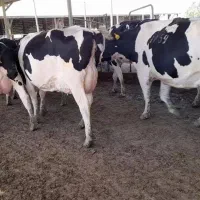 فروش 1راس گاو حذفی