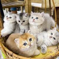 گربه فنجانی/مینیاتوی/دستی/خونگی