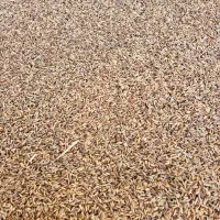 شلتوک تقریبا یک تن