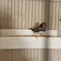 فنچ لپ سیاه